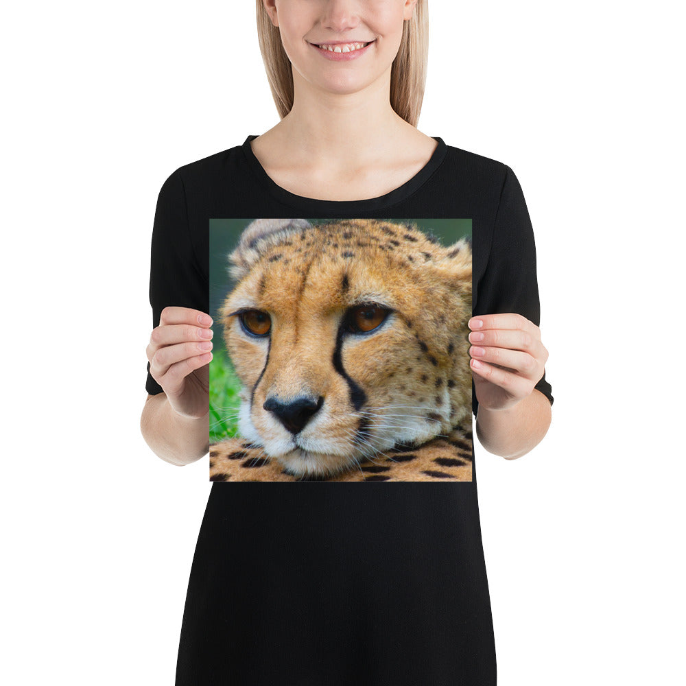 cheetah, cat, cats, feline, nature, africa, safari, photo