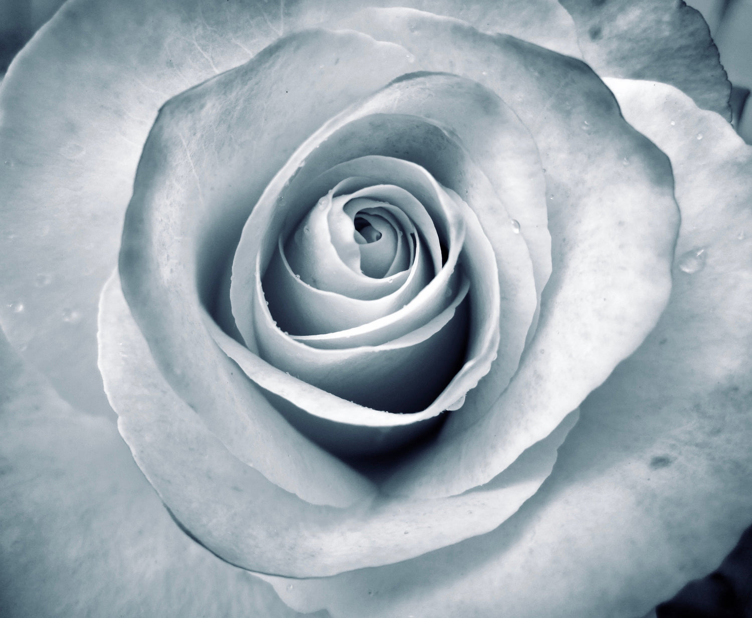 A WHITE ROSE