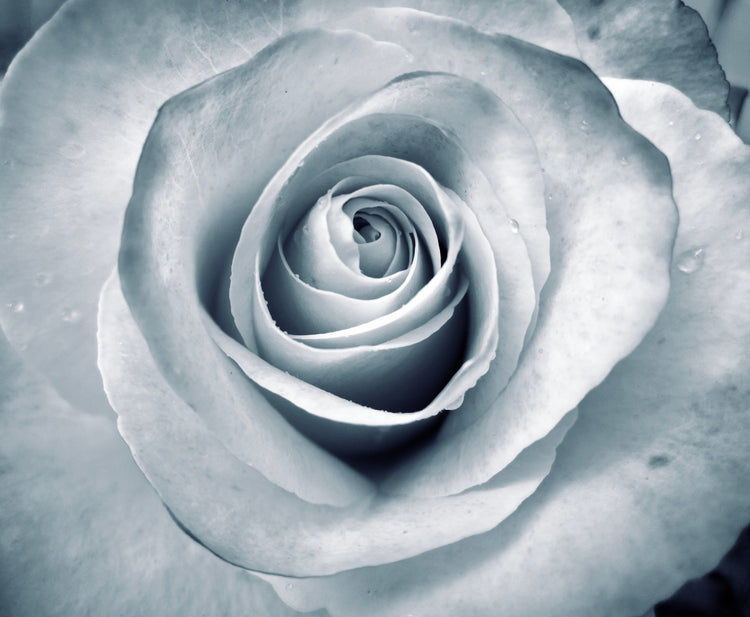 A WHITE ROSE