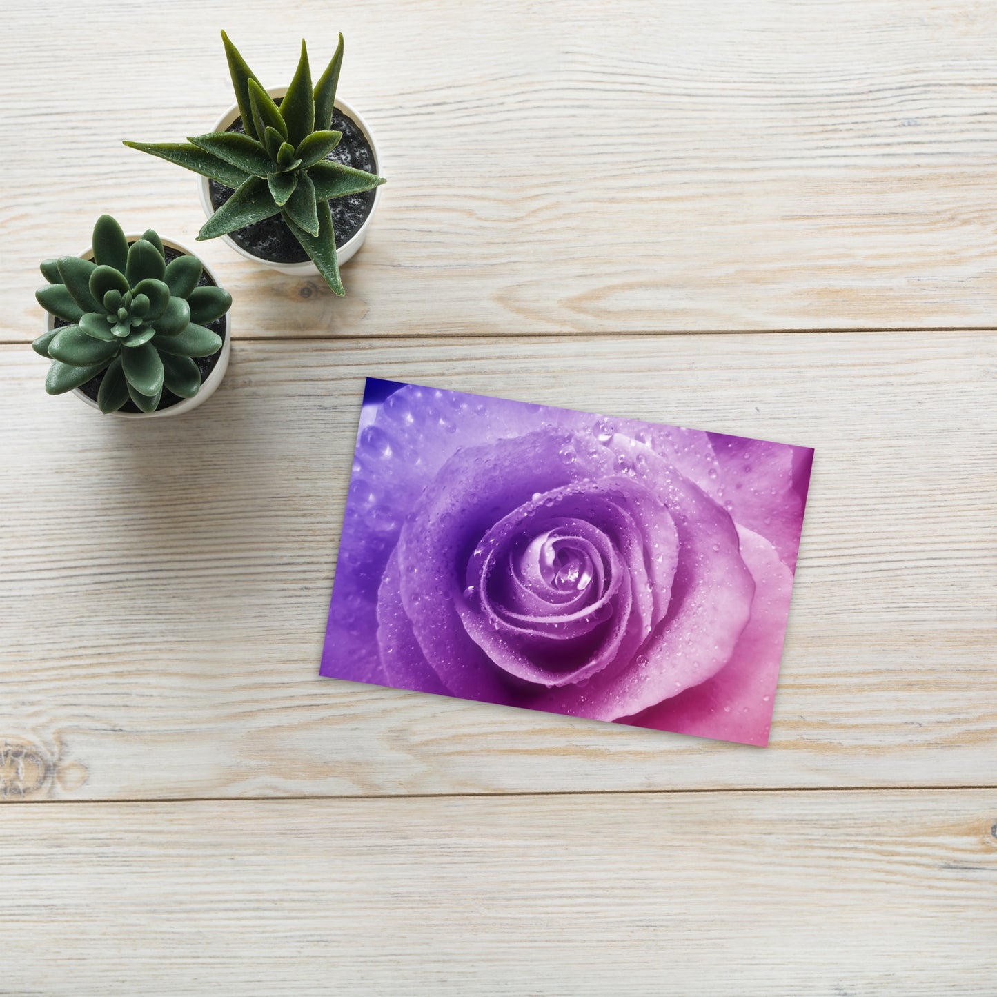 Beautiful Pink Rose Standard Postcard - Vibrant Macro Photograph With Purple Hints, Perfect For Nature And Flower Lovers - Frameable Artwork