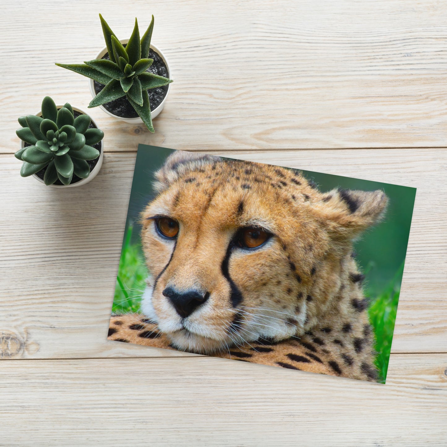 Majestic Cheetah Greeting Card - Vibrant Portrait Photograph, Ideal Gift For Nature, Wildlife, & Travel Lovers - Beautiful Wildlife Fine Art