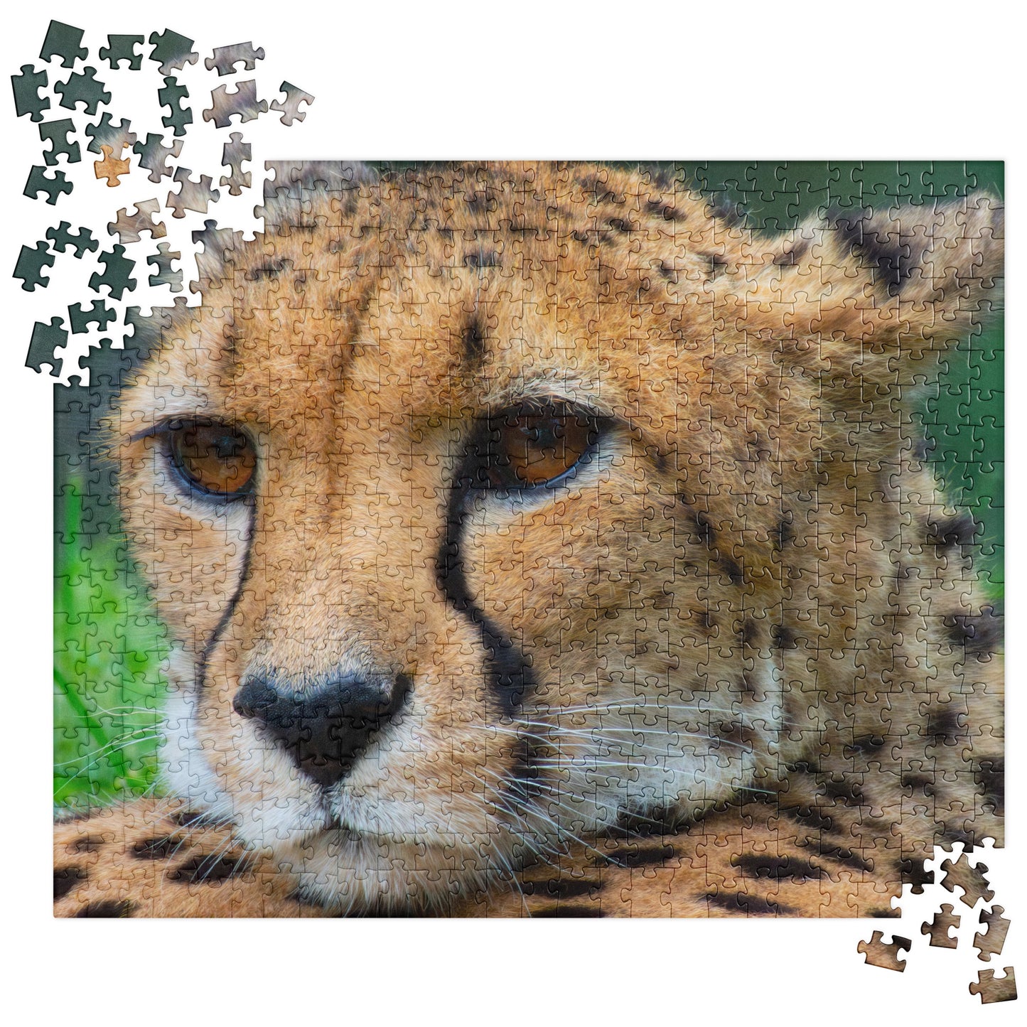 Majestic Cheetah Jigsaw Puzzle - Vibrant & Stylish Portrait Photograph, Perfect Gift For Nature, Wildlife, And Travel Lovers Of All Ages