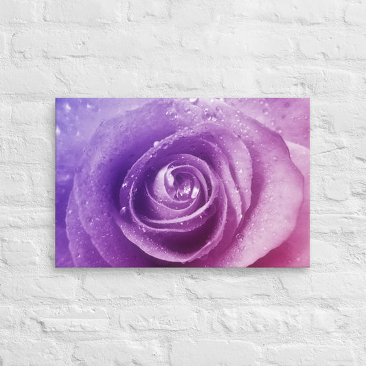 Vibrant Pink Rose With Purple Hints Macro Photography Canvas - Perfect For Home, Bedroom, Office Wall Decor & Romantic Valentine's Day Gift