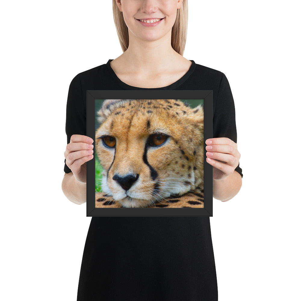 cheetah, cat, cats, feline, nature, africa, safari, photo