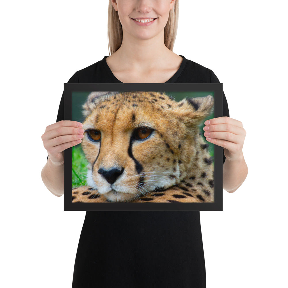 cheetah, cat, cats, feline, nature, africa, safari, photo