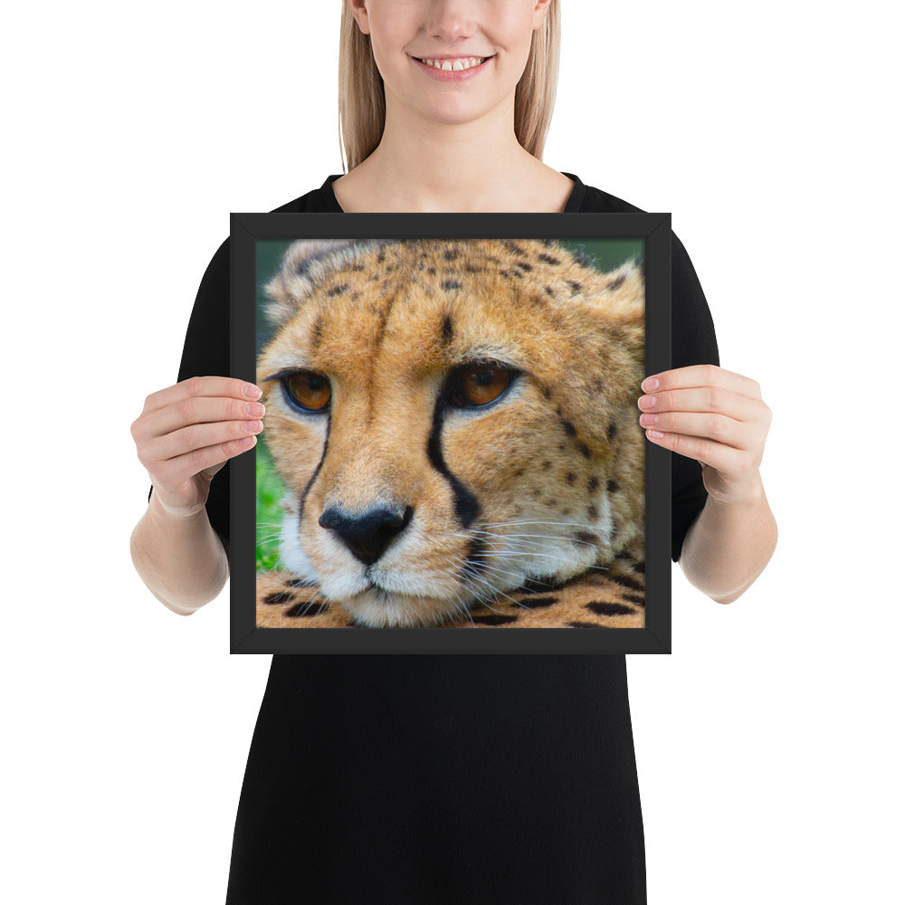 cheetah, cat, cats, feline, nature, africa, safari, photo