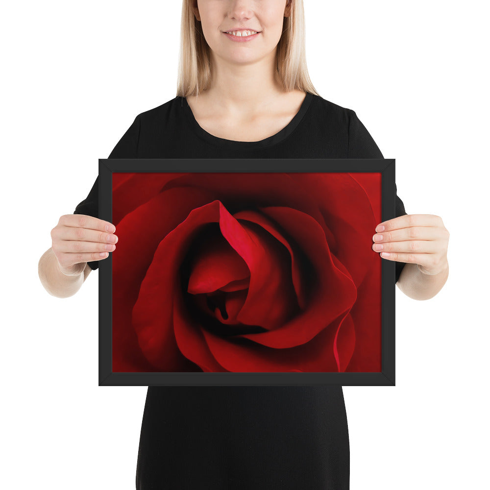 red rose, rose, red, flowers, flower, nature, beauty, love, valentine