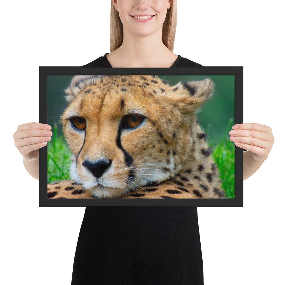 cheetah, cat, cats, feline, nature, africa, safari, photo