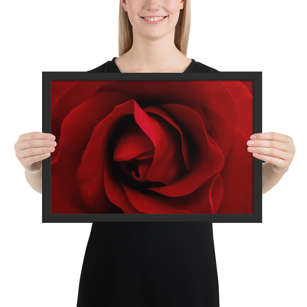 red rose, rose, red, flowers, flower, nature, beauty, love, valentine