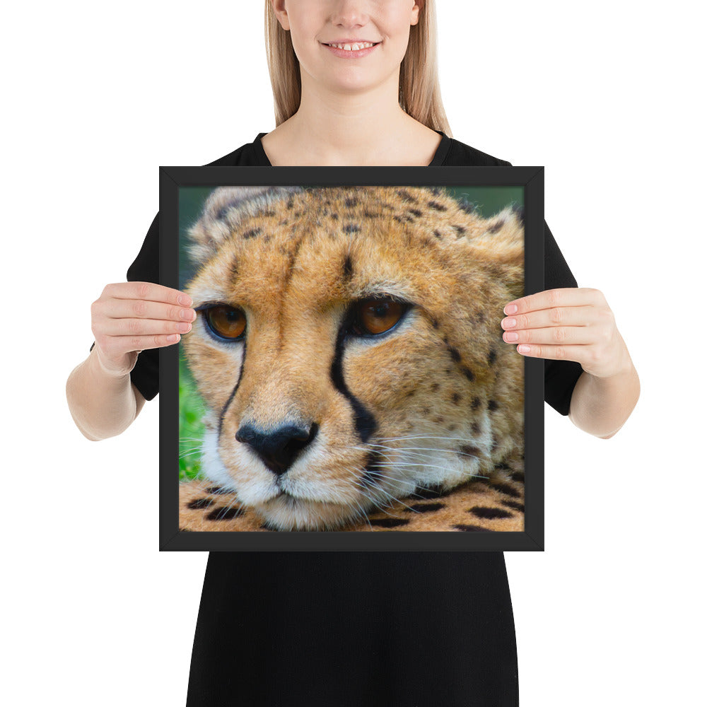 cheetah, cat, cats, feline, nature, africa, safari, photo