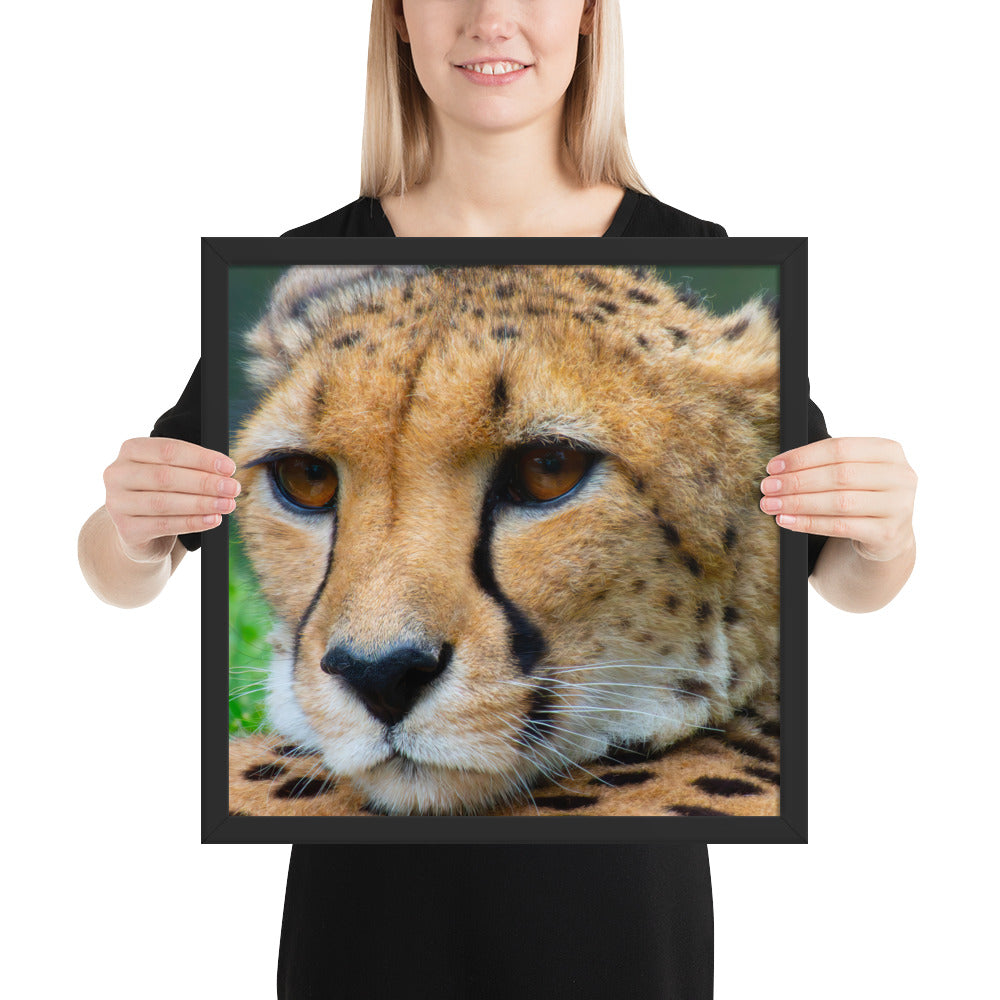 cheetah, cat, cats, feline, nature, africa, safari, photo