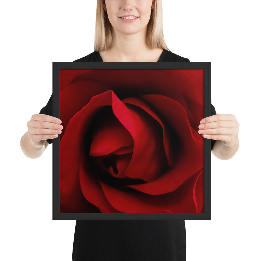 red rose, rose, red, flowers, flower, nature, beauty, love, valentine