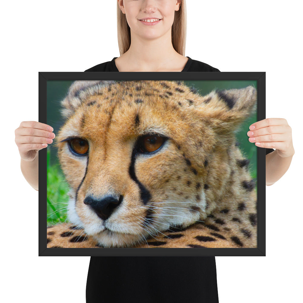 cheetah, cat, cats, feline, nature, africa, safari, photo