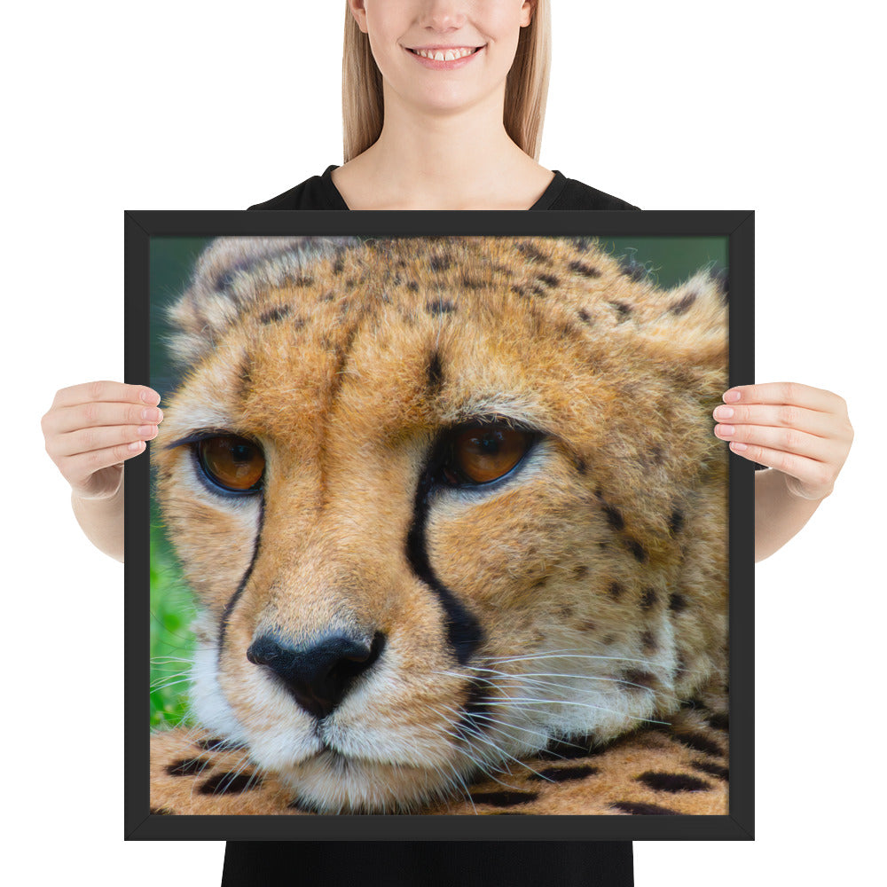 cheetah, cat, cats, feline, nature, africa, safari, photo