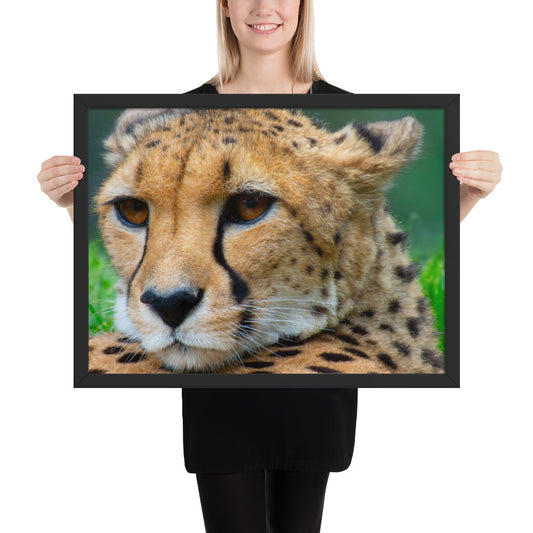 cheetah, cat, cats, feline, nature, africa, safari, photo