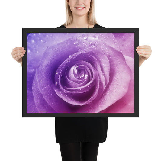 pink, purple, rose, pink rose, cute, valentine