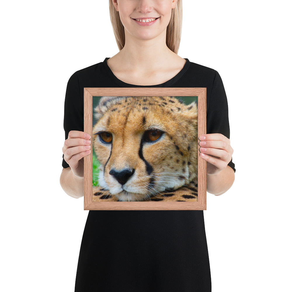 cheetah, cat, cats, feline, nature, africa, safari, photo