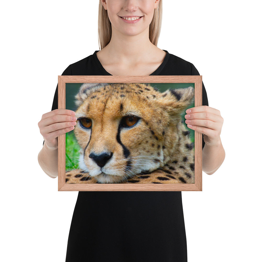 cheetah, cat, cats, feline, nature, africa, safari, photo