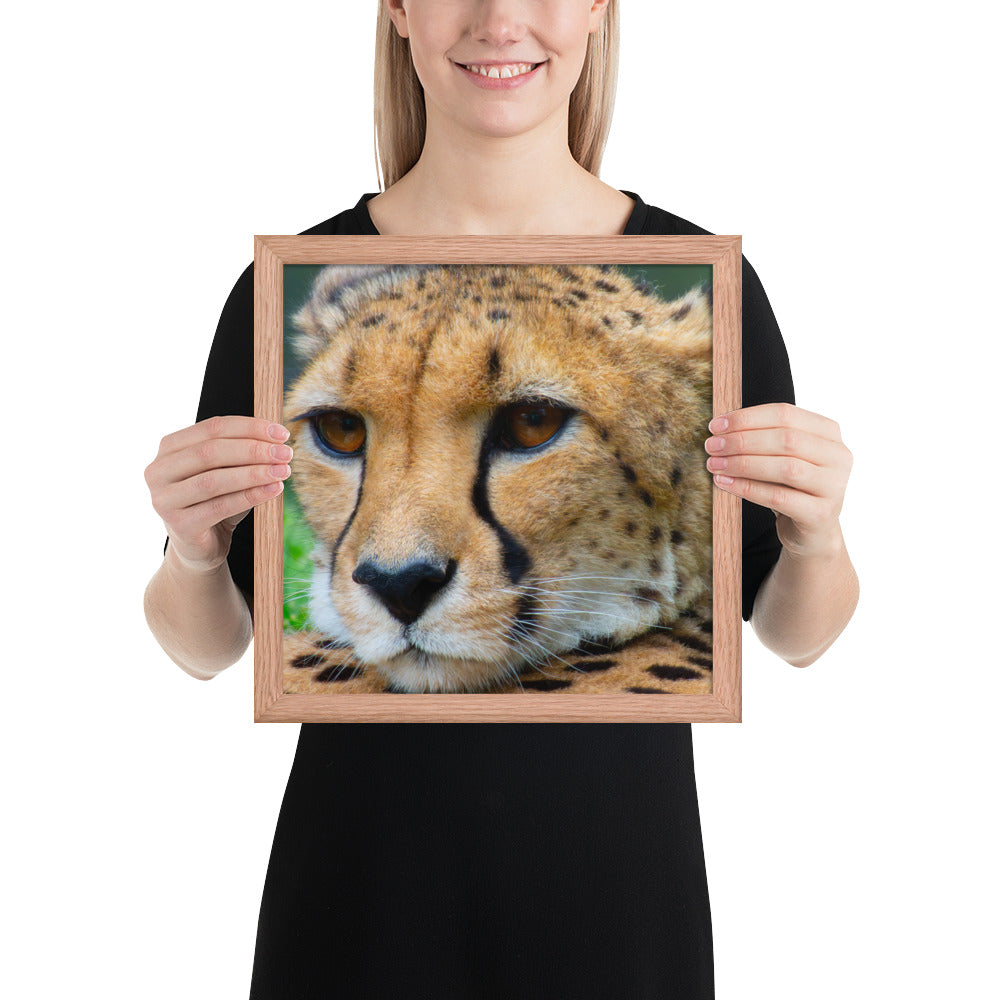 cheetah, cat, cats, feline, nature, africa, safari, photo