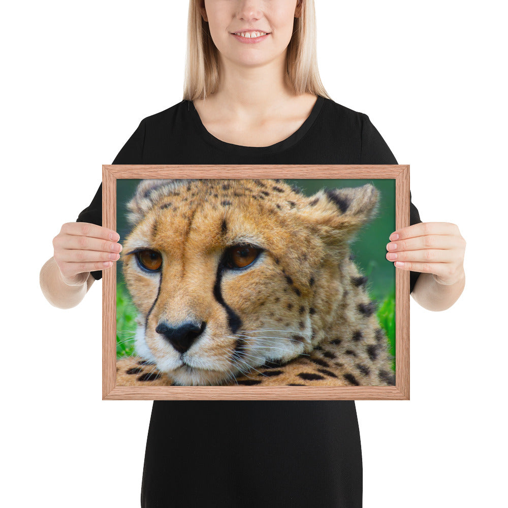 cheetah, cat, cats, feline, nature, africa, safari, photo