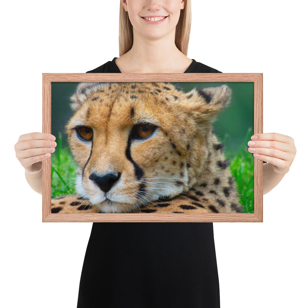 cheetah, cat, cats, feline, nature, africa, safari, photo