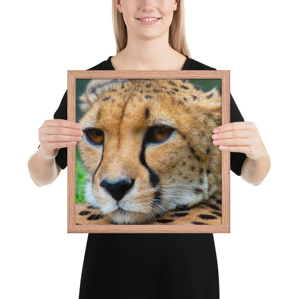 cheetah, cat, cats, feline, nature, africa, safari, photo