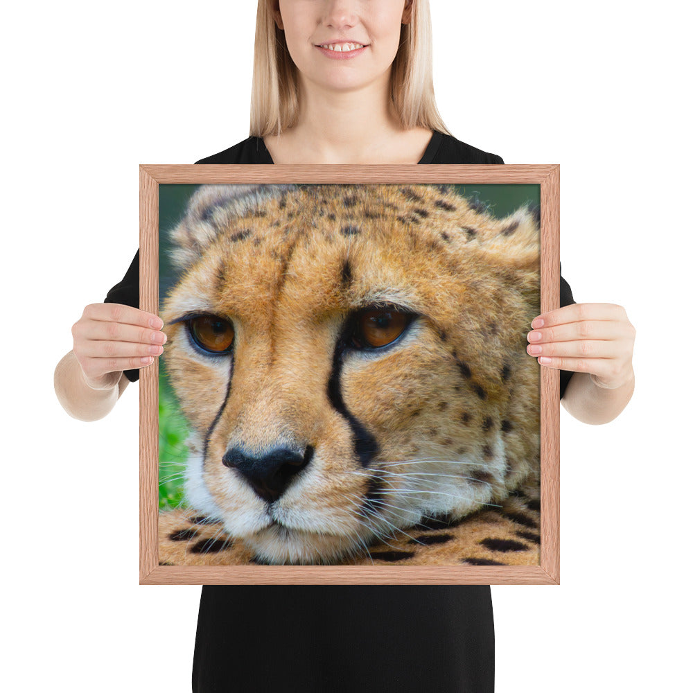 cheetah, cat, cats, feline, nature, africa, safari, photo