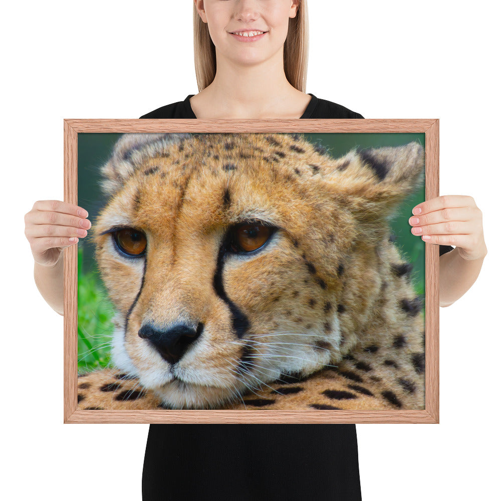 cheetah, cat, cats, feline, nature, africa, safari, photo