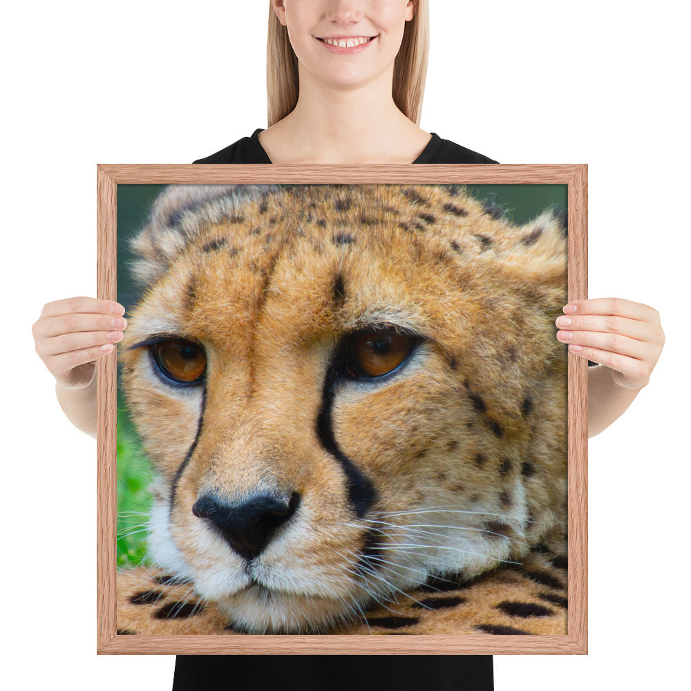 cheetah, cat, cats, feline, nature, africa, safari, photo