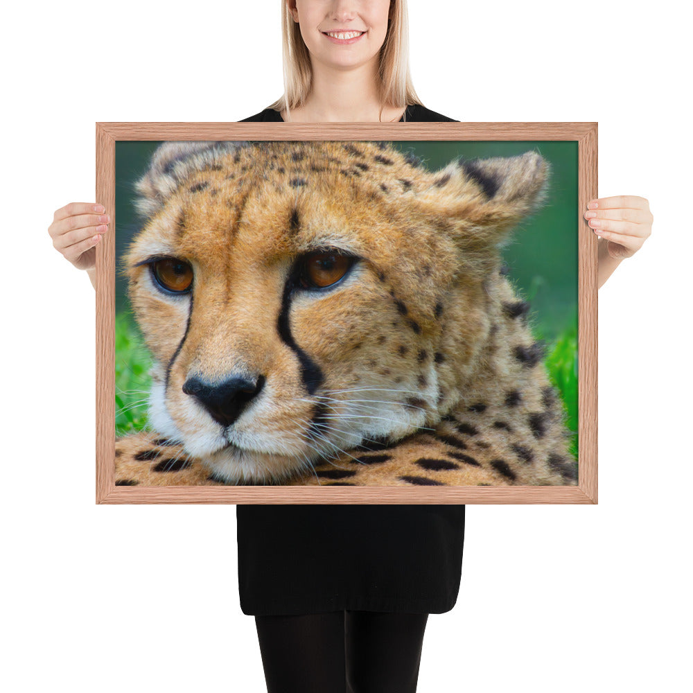 cheetah, cat, cats, feline, nature, africa, safari, photo