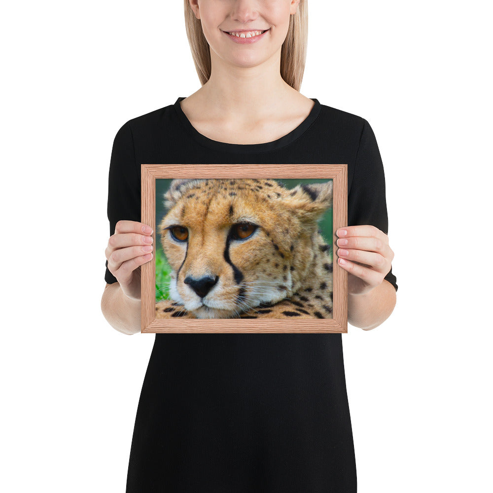 cheetah, cat, cats, feline, nature, africa, safari, photo