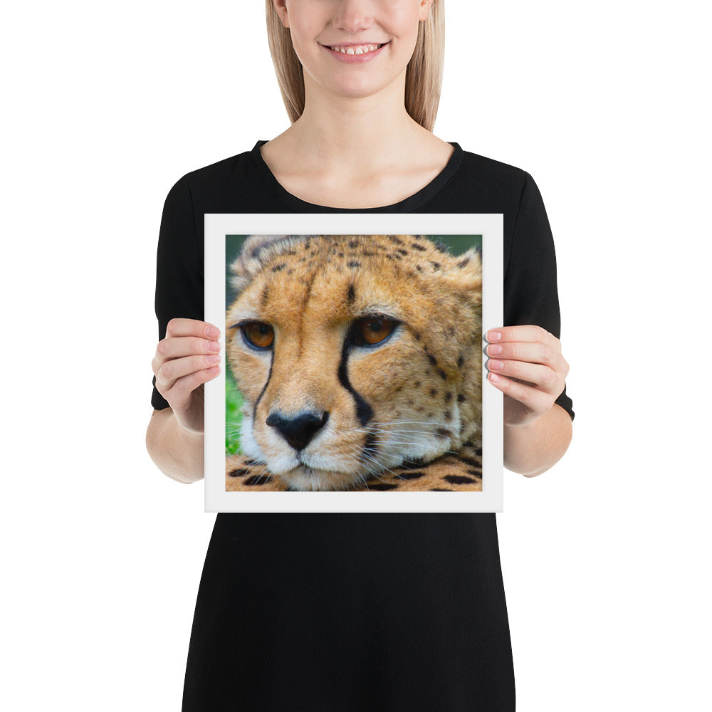 cheetah, cat, cats, feline, nature, africa, safari, photo