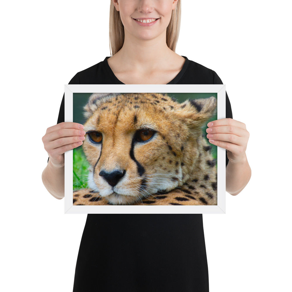 cheetah, cat, cats, feline, nature, africa, safari, photo