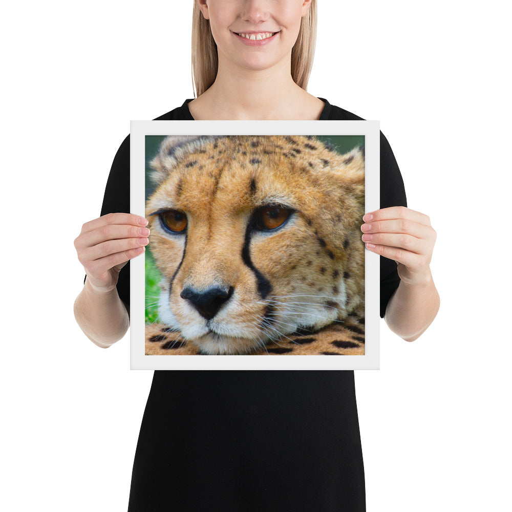 cheetah, cat, cats, feline, nature, africa, safari, photo