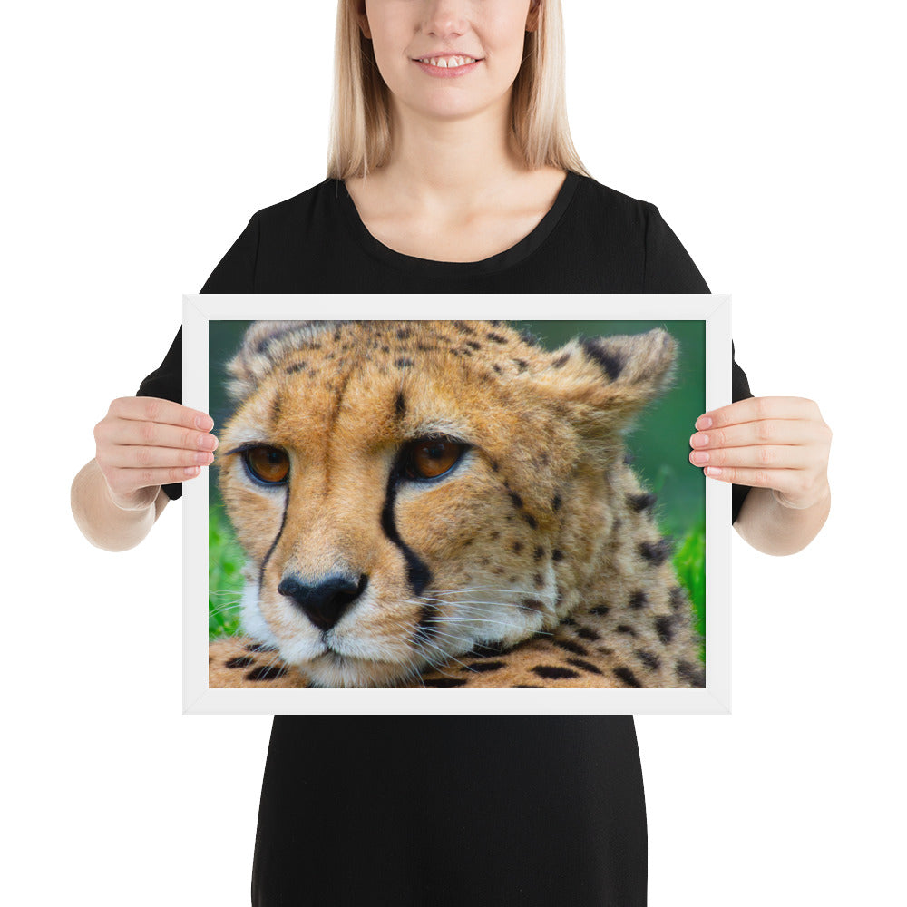 cheetah, cat, cats, feline, nature, africa, safari, photo