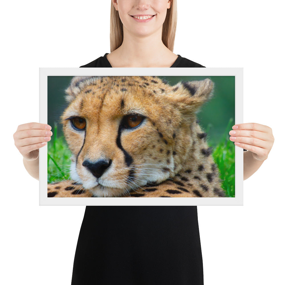 cheetah, cat, cats, feline, nature, africa, safari, photo