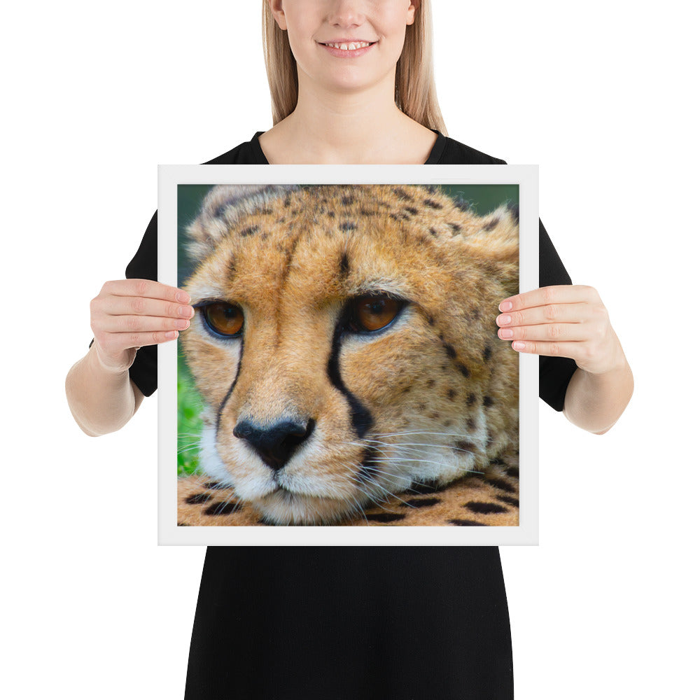 cheetah, cat, cats, feline, nature, africa, safari, photo