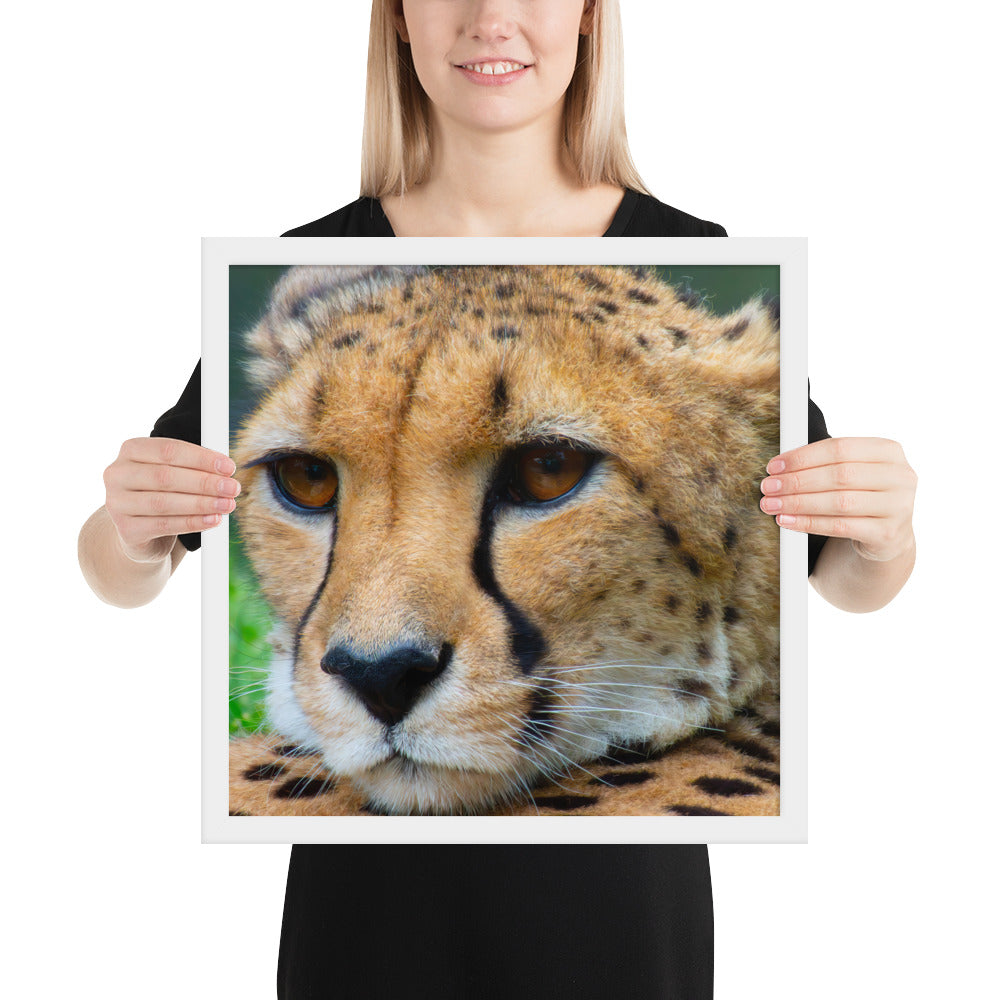 cheetah, cat, cats, feline, nature, africa, safari, photo