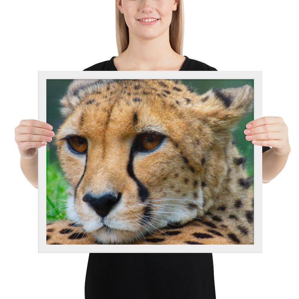 cheetah, cat, cats, feline, nature, africa, safari, photo