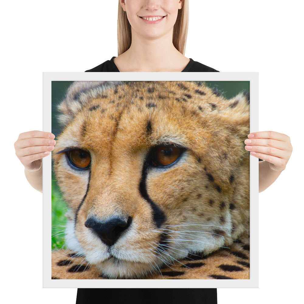 cheetah, cat, cats, feline, nature, africa, safari, photo