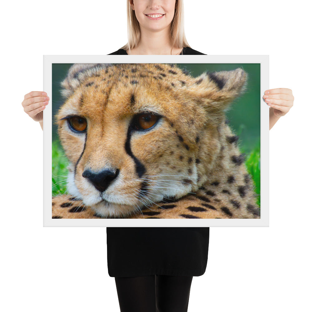 cheetah, cat, cats, feline, nature, africa, safari, photo