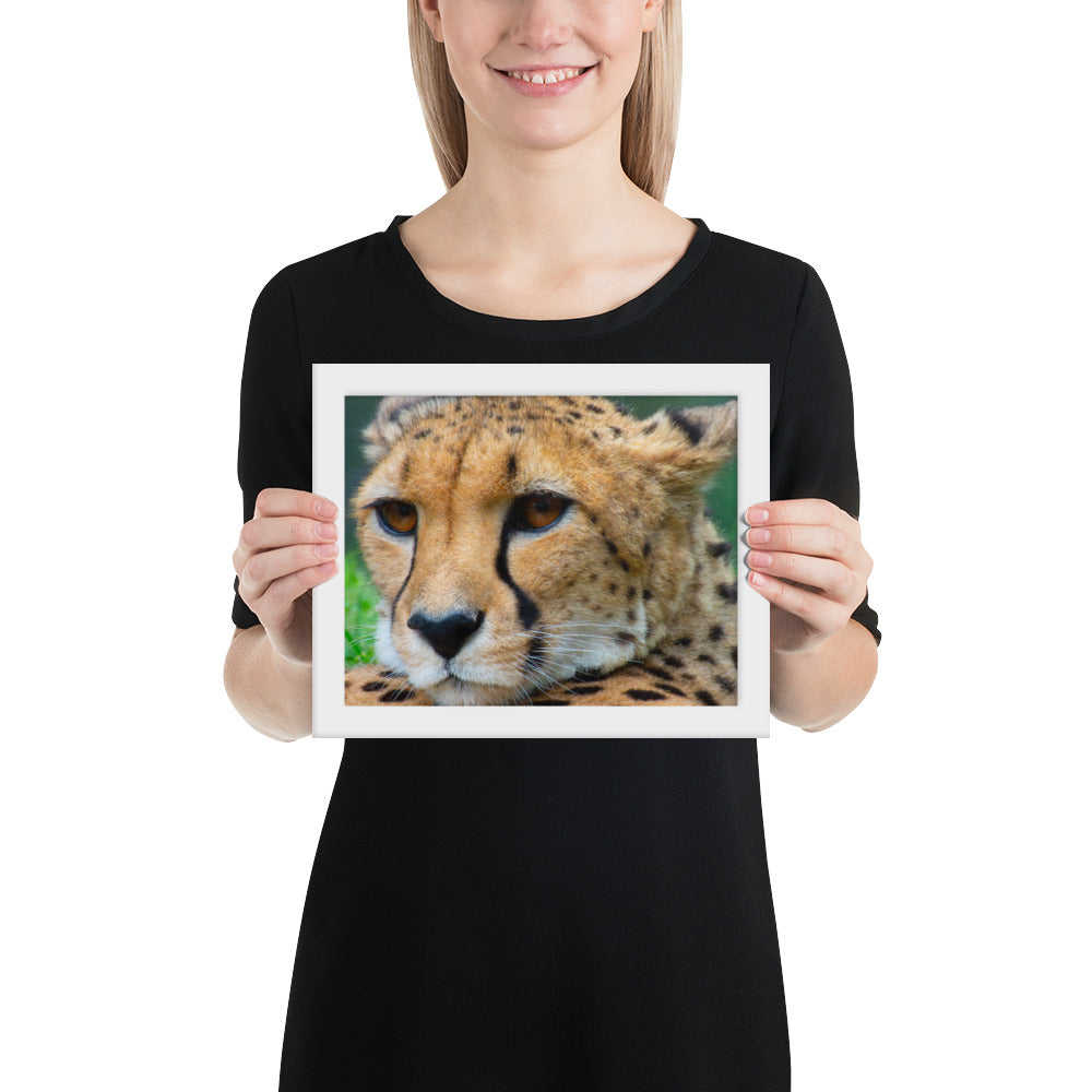 cheetah, cat, cats, feline, nature, africa, safari, photo