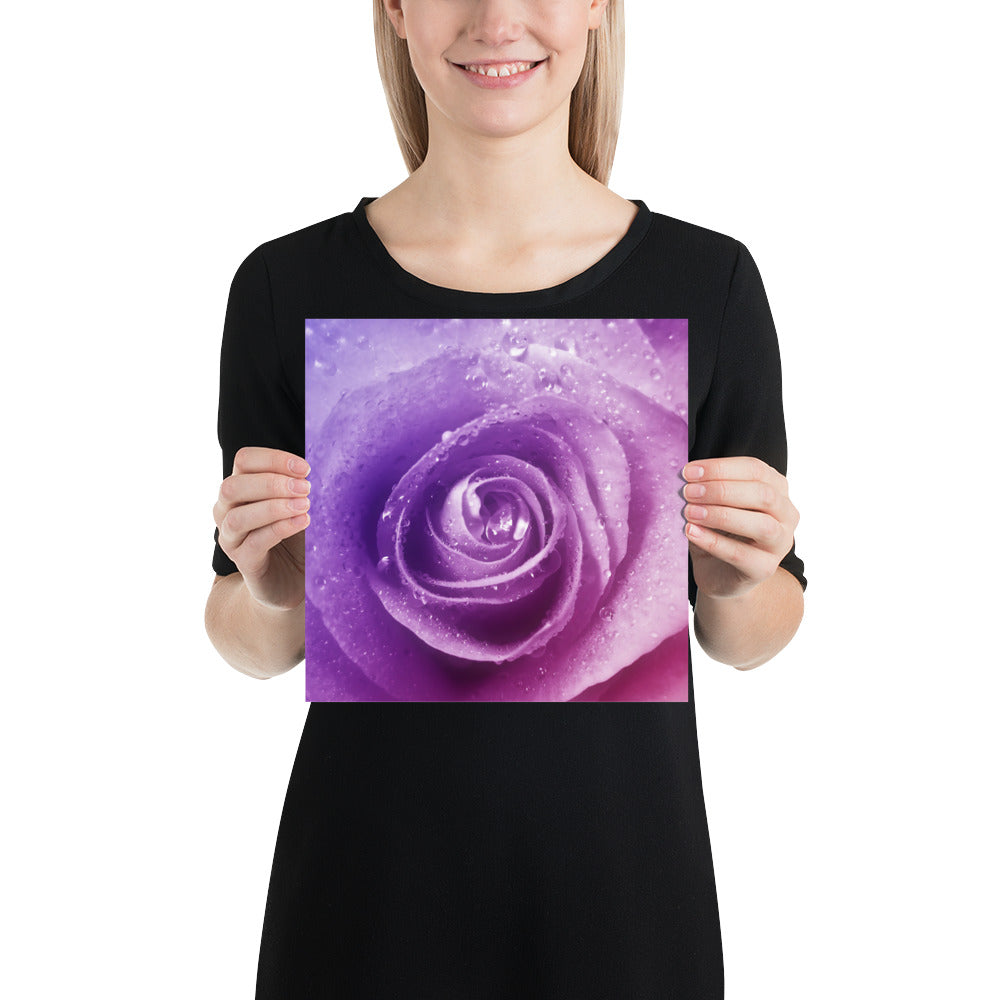 pink, purple, rose, pink rose, cute, valentine