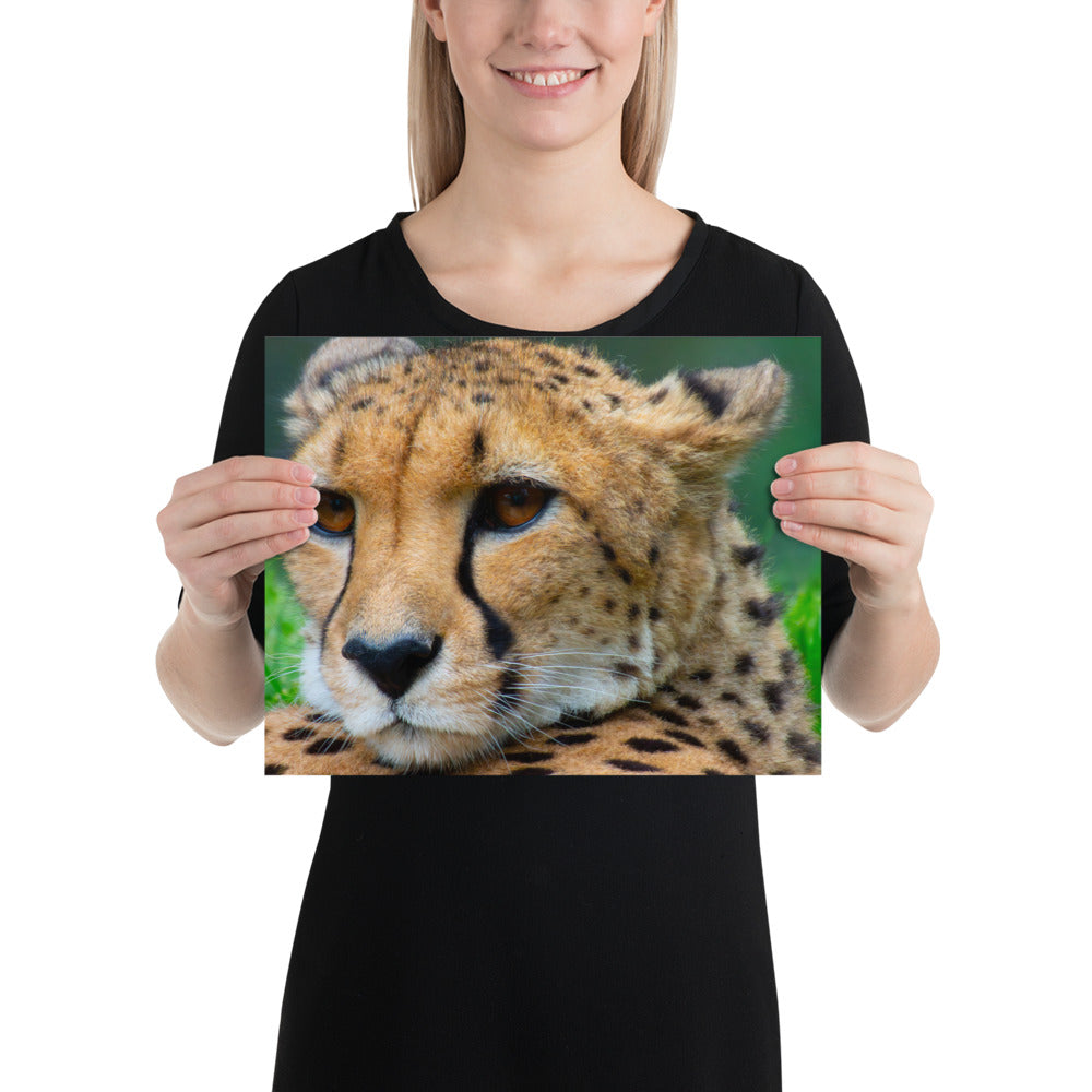 cheetah, cat, cats, feline, nature, africa, safari, photo