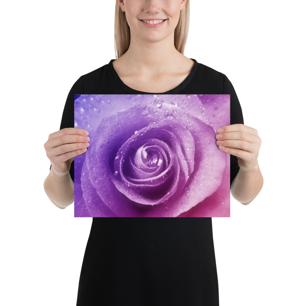 pink, purple, rose, pink rose, cute, valentine