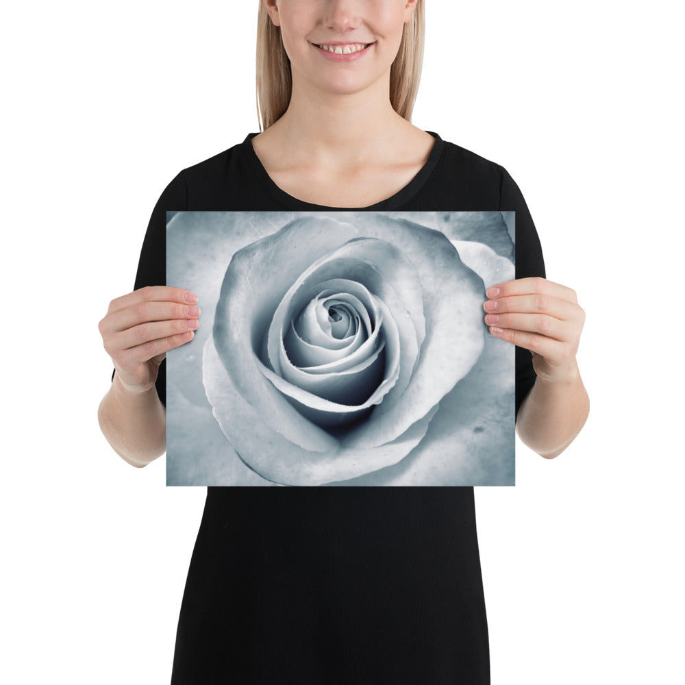 Elegant White Rose Macro Photograph Print - Silverish Tint & Gray Shadows - Perfect Gift for Art, Nature, and Photography Lovers