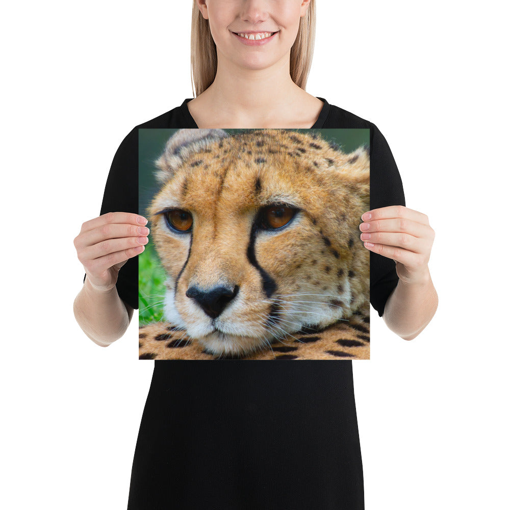 cheetah, cat, cats, feline, nature, africa, safari, photo