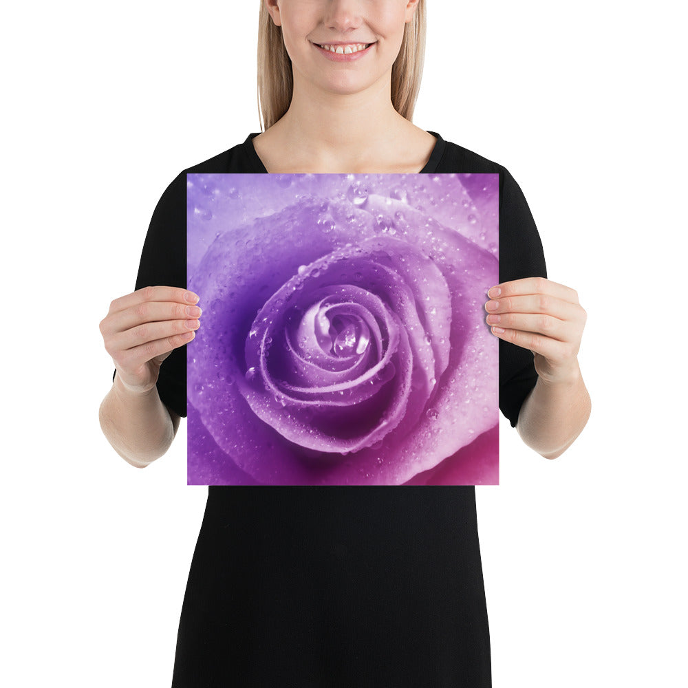 pink, purple, rose, pink rose, cute, valentine