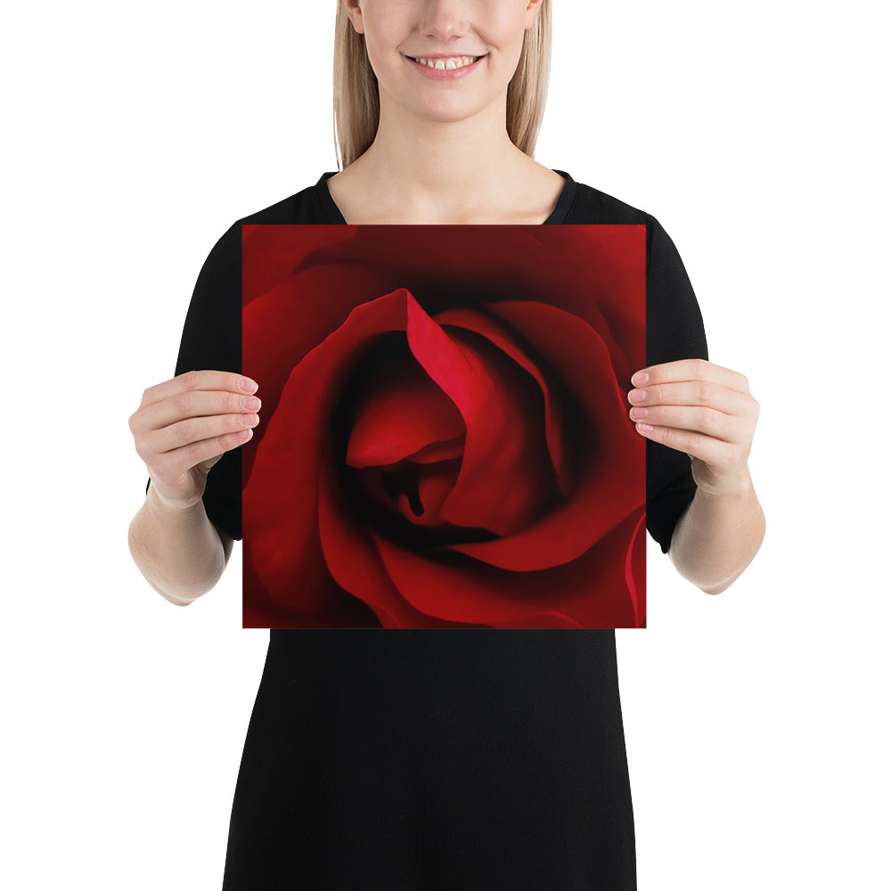 red rose, rose, red, flowers, flower, nature, beauty, love, valentine