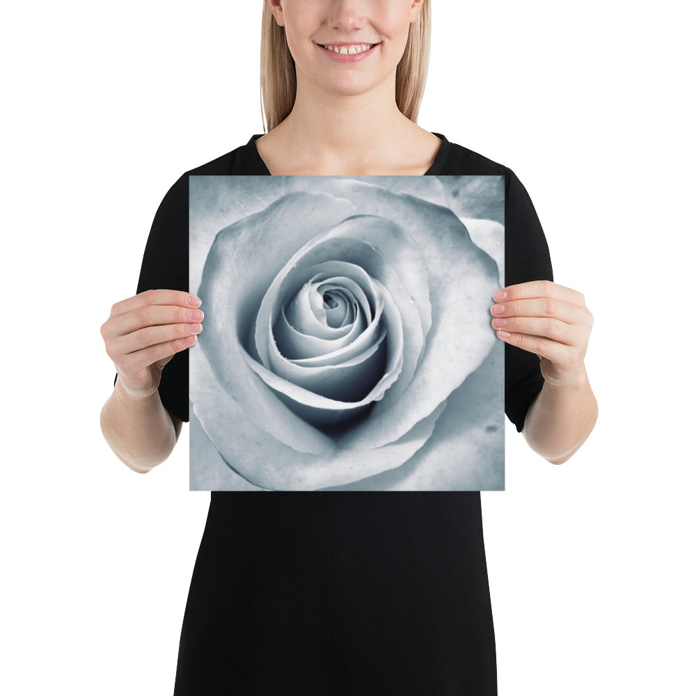 Elegant White Rose Macro Photograph Print - Silverish Tint & Gray Shadows - Perfect Gift for Art, Nature, and Photography Lovers